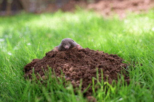 A mole has emerged on the surface of the soil in a vegetable garden