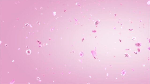 The pink carnation flower floating on the air. Alpha channel included in the end of the clip.