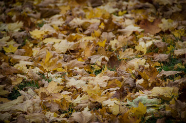 Brown carpet of fallen leaves in autumn park
