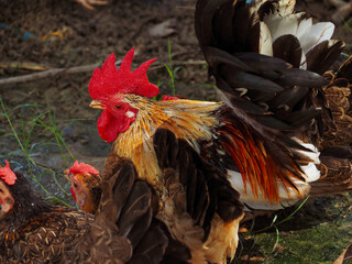Free range chicken on a traditional poultry farm