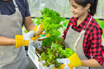 farmer ware agricultural gloves keep vegetable at hydroponic farm and observing growth vegetable...