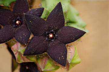 Orbea Melanatha close-up (black starfish flower)
