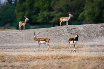 Naklejka na ściany i meble Blackbuck in open field with scenic landscape background at tal chhapar sanctuary churu rajasthan india - Antilope cervicapra