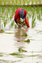 Fototapeta premium Farmers are planting rice in the farm.Farmers bend to grow rice.Agriculture in asia.Cultivation using people.