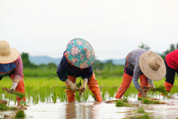 Farmers are planting rice in the farm.Farmers bend to grow rice.Agriculture in asia.Cultivation...
