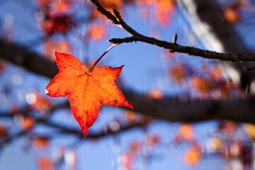 Autumn Maple Leaf