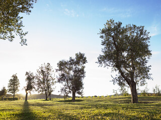 olive trees in the field