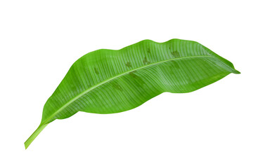 Green banana leaves with unique motifs, isolated on a white background, clipping path included
