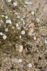 Head inflorescences of white blossom on Pebble Pincushion, Chaenactis Carphoclinia, Asteraceae, native herbaceous annual on the edges of Twentynine Palms, Southern Mojave Desert, Springtime.