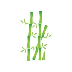 Fototapeta premium Bamboo with green leaf