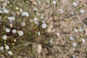 Head inflorescences of white blossom on Pebble Pincushion, Chaenactis Carphoclinia, Asteraceae, native herbaceous annual on the edges of Twentynine Palms, Southern Mojave Desert, Springtime.