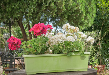Beautiful red and white flowers in plant pot outdoors