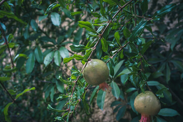 Closeup of pomegranate fruits on the branches