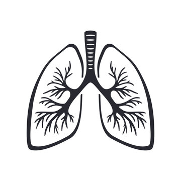 Lungs silhouette with tracheal branches - human anatomy medical vector element for Pulmonology, respirology, respiratory medicine