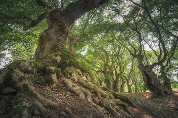 Old oak trees in Mount Olympus national park, Greece