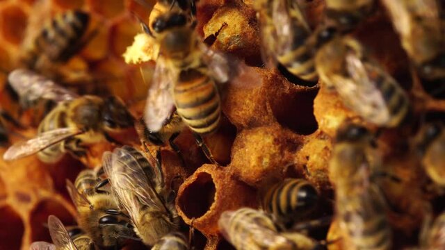 Drone cells  in Bee hive. Drone brood in a beehive frame close up