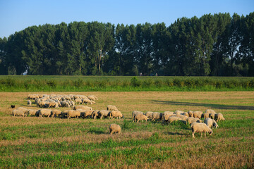 Fototapeta na wymiar Flock of sheep in the field