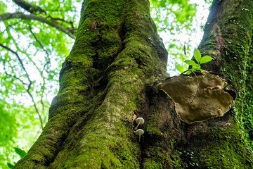きのこ　サルノコシカケ
