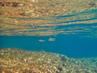 Bogue Fish in shallow waters