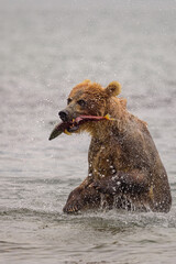 Obraz premium Ruling the landscape, brown bears of Kamchatka (Ursus arctos beringianus)