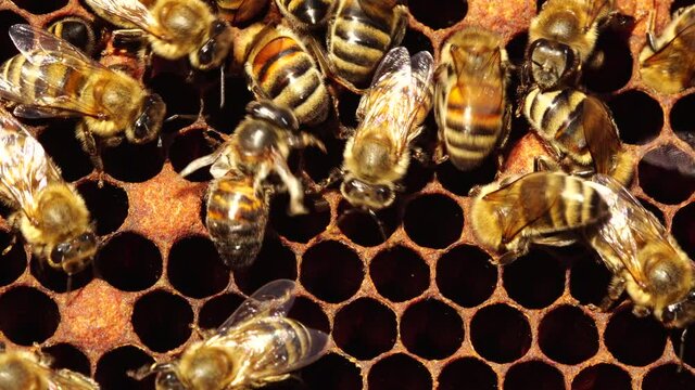 Brood are deformed with missing legs or wings. A bee infested with varroa mites. Disease of bees. Varroa Mites Infesting Honey Bee Colonies