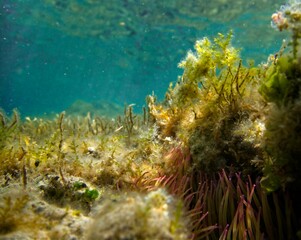 Fototapeta na wymiar Snakelocks Anemone amongst other sea weeds in Malta
