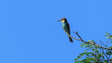 bird, natur, wild lebende tiere, tier, roller, eisvogel, blau, bunt, wild, ast, bienenfresser