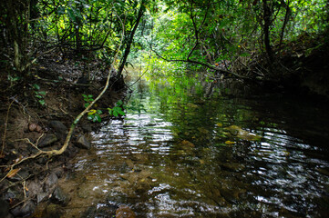 Obraz premium landscape,toropical,leaves,green,island,iriomoteisland,japan,water,fresh,tree, nature,okinawa,jungle,wild,brething, 風景,トロピカル,亜熱帯風景,森林浴,葉木,森,息遣い, 