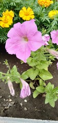pink flowers in garden