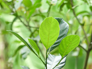 Fototapeta na wymiar Jackfruit leaf close-up shot
