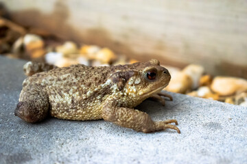 Vendée, FRANCE, our handicapped toad with a hind leg comes out of its shelter and climbs on the terrace to go hunting in the garden.

