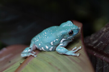 White's Tree Frog (Litoria caerulea) is a popular pet frog species and is being bred in a variety of colors.