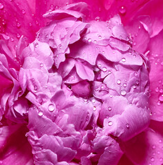 Beautiful peony flower with drops of water