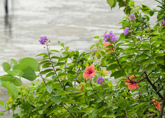 The roof of the house with bright green trees and flowers