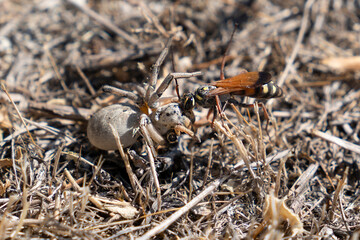 Fight between spider and wasp on dry grass