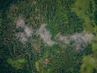 A group of people in a forest