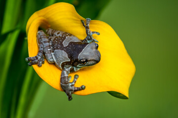 Trachycephalus resinifictrix (Harlequin frog) is sitting on a branch of a tree.