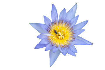 Water lily isolated on white background. Water lily has rhizomes and flows underground. And send the flowers to the surface There are beautiful flowers to watch throughout the year. Late in the mornin