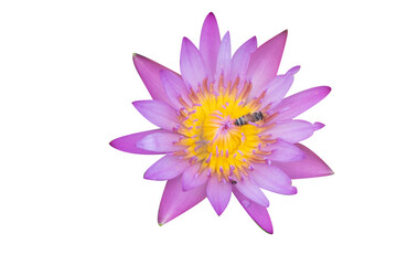 Water lily isolated on white background. Water lily has rhizomes and flows underground. And send the flowers to the surface There are beautiful flowers to watch throughout the year. Late in the mornin
