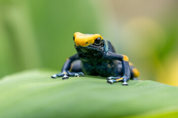 The dyeing dart frog, tinc (a nickname given by those in the hobby of keeping dart frogs), or dyeing poison frog (Dendrobates tinctorius) is a species of poison dart frog