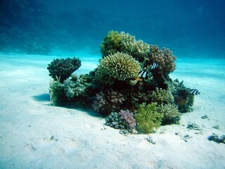 Amazing underwater corals in Indian ocean