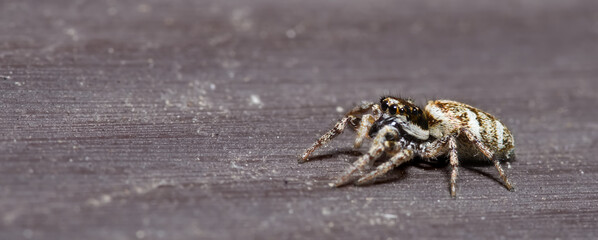 zebra jumping spider in macro