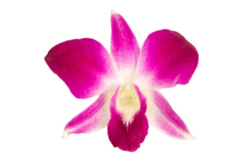 orchid on isolate background