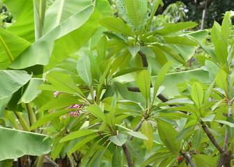 Obraz premium rooftop garden with plants and flowers