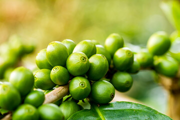 Macro view of green arabica coffee berries growing on its tree