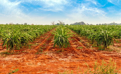 Many dragon fruit trees growing at plantation on cloudy blue sky