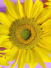 Obraz premium sunflower close up