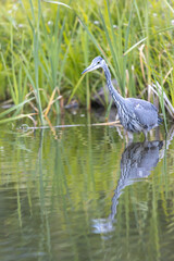 Grey heron Ardea cinerea perching with streched neck in lake next to green reed with beautiful reflection in the water
