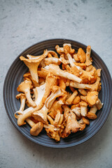 fresh chanterelle MUSHROOMS on grey background with copy space