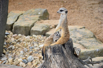 Fototapeta premium A mother Meerkat (Suricata suricatta) with her two babies, Meerkat family